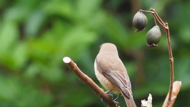 Pirok Pirok bird perch on Twig. close up