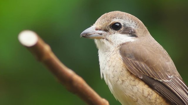 Pirok Pirok bird perch on Twig. close up
