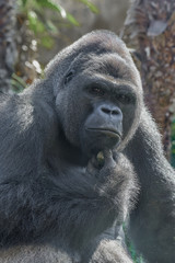 Gorilla thinking deep thoughts