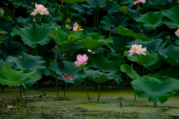 The lush lotus leaves and the blooming lotus in the summer ponds