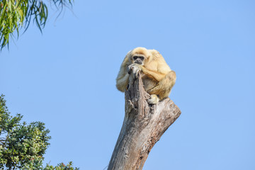 Gibbon sitting on top of a tree branch looking bored and waiting for something.