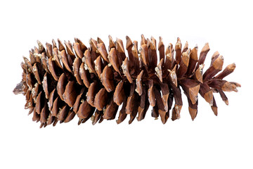 Giant sugar pine cone harvested in the pacific northwest with give off sap isolated on white...