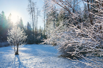 Rural Alaskan yard with sun rays