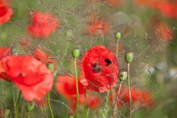 Obraz premium Mohn