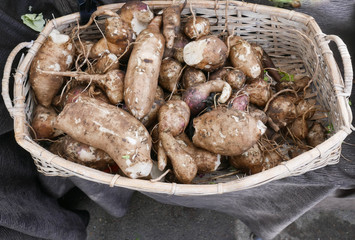 basket of yacon
