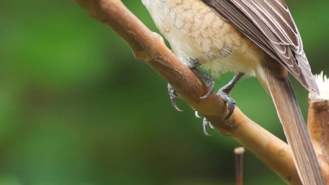 Pirok Pirok bird perch on Twig. close up