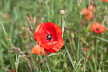 Mohnblumen