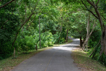 Sunlight on this nature trail through the woods.Lots of lush foliage in mid spring.