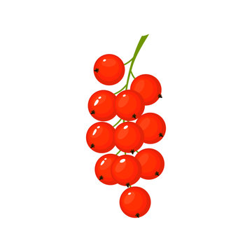 Cartoon fresh Red currant isolated on white