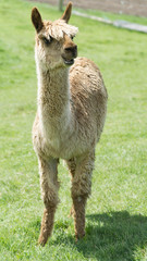 Light brown funny Lama Alpaca in New Zealand´s farm