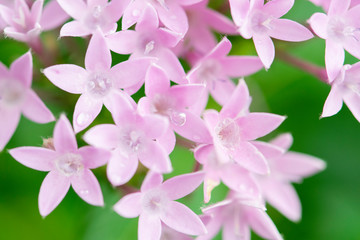 Purple flowers in the garden.