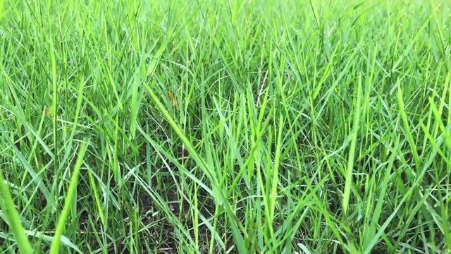 Green grass on the gorund.
