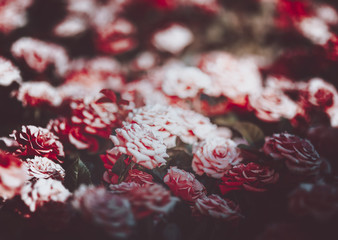 Vintage rose background, flower wall