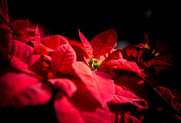 Close up of Common Poinsettia, X'mas flower