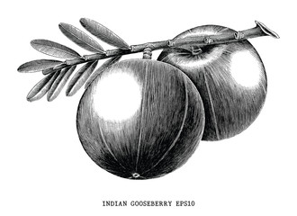 Indian gooseberry fruit vintage engraving illustration isolated on white background