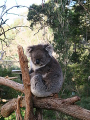 Koala in the Tree