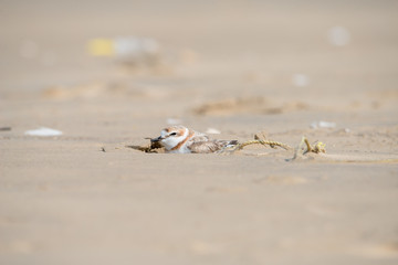 Malaysian plover is a small wader that nests on beaches and salt flats in Southeast Asia.