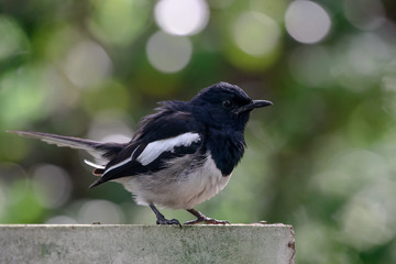 Oriental magpie-robin, they are common birds in urban gardens as well as forests.