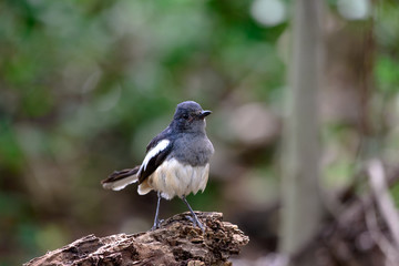 Oriental magpie-robin, they are common birds in urban gardens as well as forests.