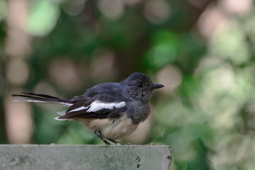 Oriental magpie-robin, they are common birds in urban gardens as well as forests.