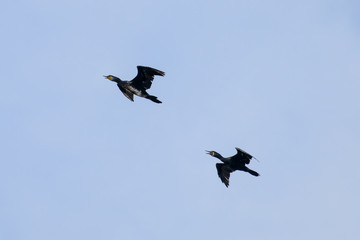 Couple of Cormorant Flying with blue sky