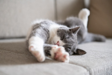 Cute British short-haired cat © chendongshan