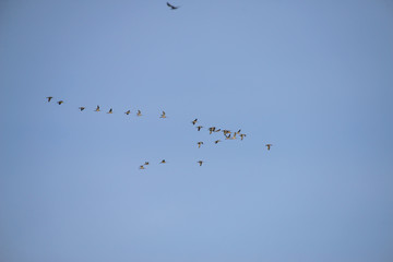 Group of bird Flying with blue sky