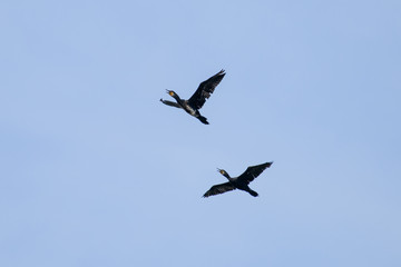 Couple of Cormorant Flying with blue sky