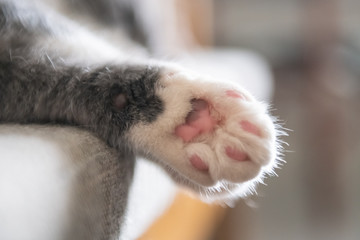 Close-up of the cat's soles
