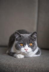 Obraz premium Cute British short-haired cat