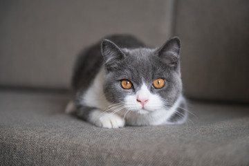 Cute British short-haired cat