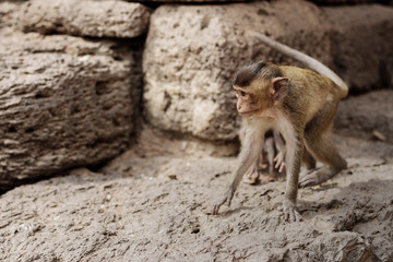 Baby monkey on building.