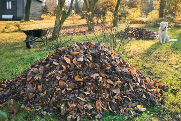 Pile of fallen leaves in a yard.