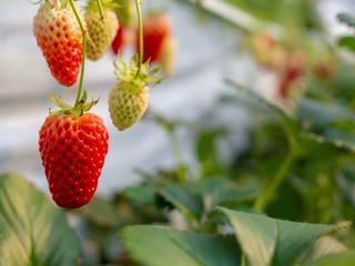 ビニールハウスのイチゴ