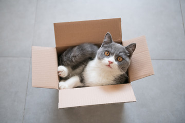 British short-haired cat packed in cartons