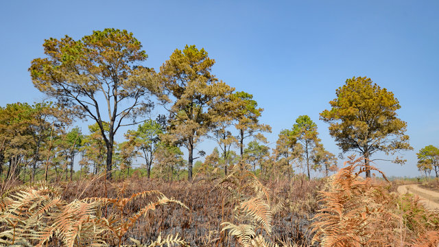 Fototapeta Savanna and pine forest after forest fire.