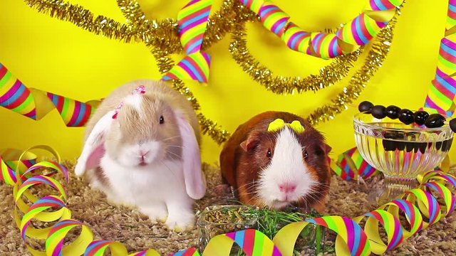 New year's eve party happy new year pet animal concept