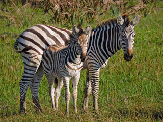 Mother and Baby Zebra