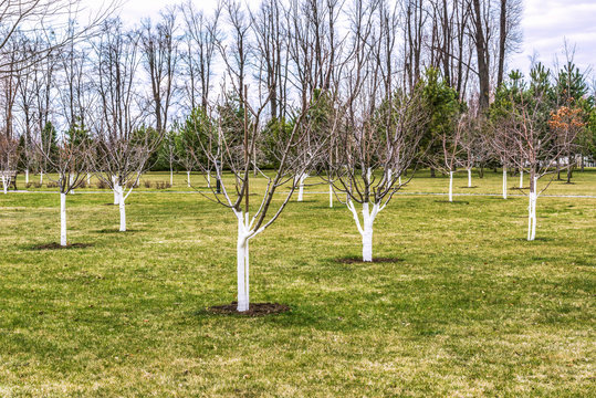 Fragment of a well-groomed orchard. Young trees are trimmed and covered with protective paint.