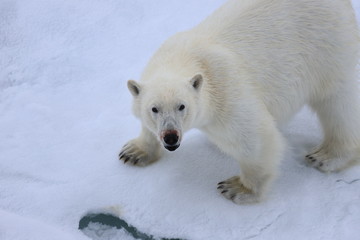 Obraz na płótnie Canvas polar bear