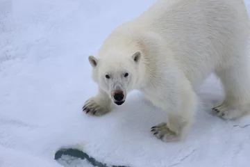 Fotobehang polar bear © Александр Петров
