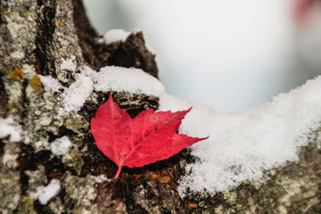 Contrasts in the Snow