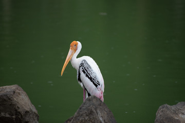 Bird at the lakeside