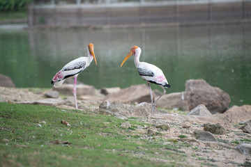 Bird at the lakeside