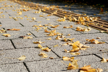 Many ginkgo leaves fall on the Street, Tokyo