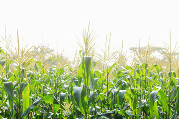 Planting corn with sunlight.