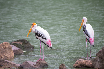 Bird at the lakeside