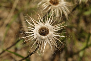 Two dried flower heads showing the seeds in the centre.