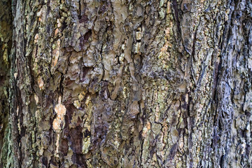 木の幹の表情