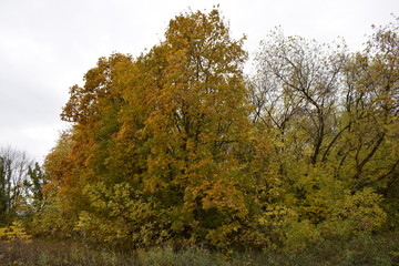 Fototapeta premium Trees. Autumn